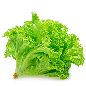 LECHUGA CRIOLLA pK